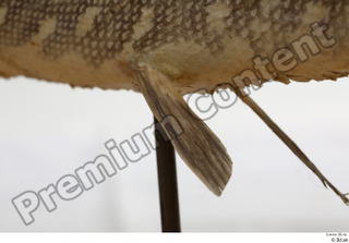 Northern pike belly fin 0007.jpg